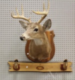 North American Whitetail Deer Shoulder Mount.