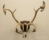 Woodland Caribou Antlers.