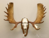 Moose Antlers with Skull/European Mount.