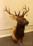 Elk Shoulder Mount.