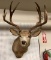 Mule Deer Shoulder Mount