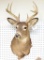 Whitetail Deer Shoulder Mount