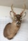 Whitetail Deer Shoulder Mount