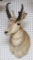 Pronghorn Antelope Shoulder Mount