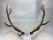 Elk Antlers