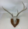 Whitetail Deer Skull/Antlers on Wood Plaque