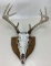 Whitetail Deer Antlers on Wood Plaque