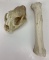 Bear Skull and Broken Leg Bone