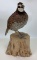 Bob White Quail on Log