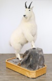 Mountain Goat Full Body Mount