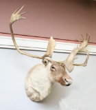 Caribou Shoulder Mount