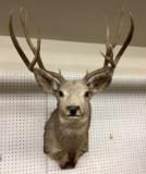 Mule Deer Shoulder Mount