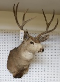 Mule Deer Shoulder Mount