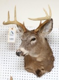 Whitetail Deer Shoulder Mount