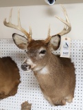 Whitetail Deer Shoulder Mount