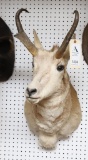 Pronghorn Antelope Shoulder Mount