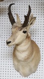 Pronghorn Antelope Shoulder Mount