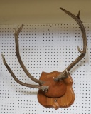 Elk Antlers on Wood Plaque