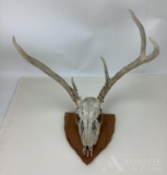 Whitetail Deer Skull/Antlers on Wood Plaque