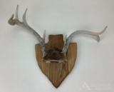 Whitetail Deer Antlers on Wood Plaque