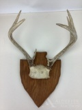 Whitetail Deer Antlers on Wood Plaque