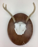 Whitetail Deer Antlers on Wood Plaque