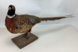 Ringneck Pheasant Mount