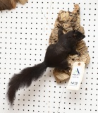 Black Phase Squirrel on Wood