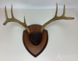 Whitetail Deer Antlers on Wood Plaque