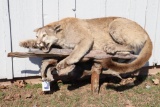 Mountain Lion Full Body Mount