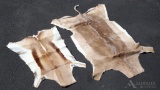 African Plains Game Animal Tanned Hides (2)