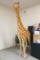 German Steiff Studio Giraffe, 8 Foot Tall, Jointed