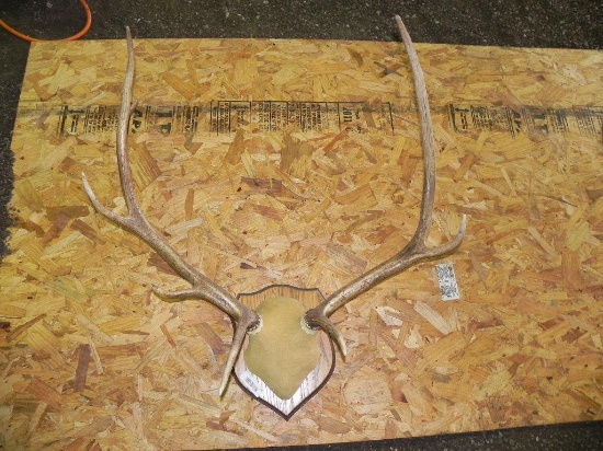 Elk rack mount