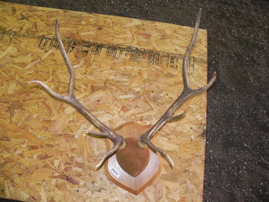 Elk rack mount.