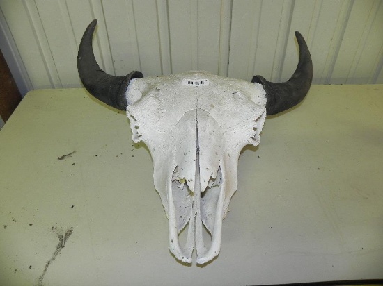 Buffalo skull