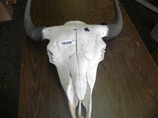 Buffalo skull