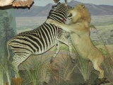 African Zebra being attacked by an African male lion.