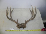 Deer antlers