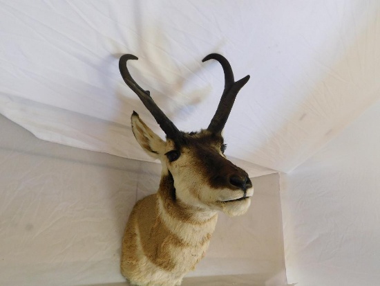 Pronghorn Antelope Takidermy