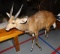 African brushbuck taxidermy