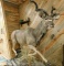 African Kudu Full mount taxidermy