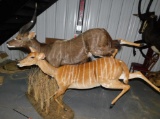 Leaping African Nyala pair Taxidermy