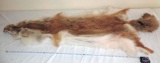 Tanned Fox pelt.