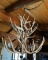 Killer deer antler chandelier