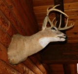 Whitetail deer taxidermy