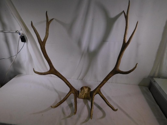 Elk antler taxidermy NO SHIPPING, LOCAL PICKUP ONLY