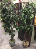 Peach/Mango Leaf Tree pair