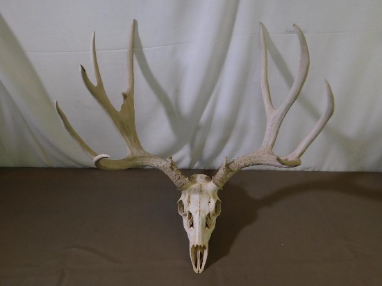 European mount Mule deer taxidermy