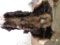 Tanned moose hide