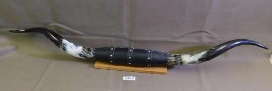 Longhorn Steer horn mount